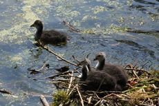 Junge-Blässhühner-Nest-166.jpg